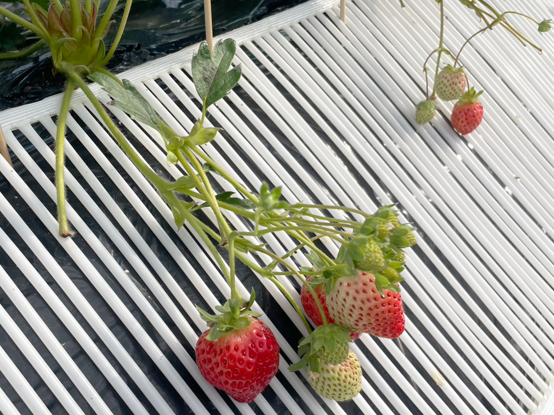 まもなくおふく大福「あまおう」はじまります!